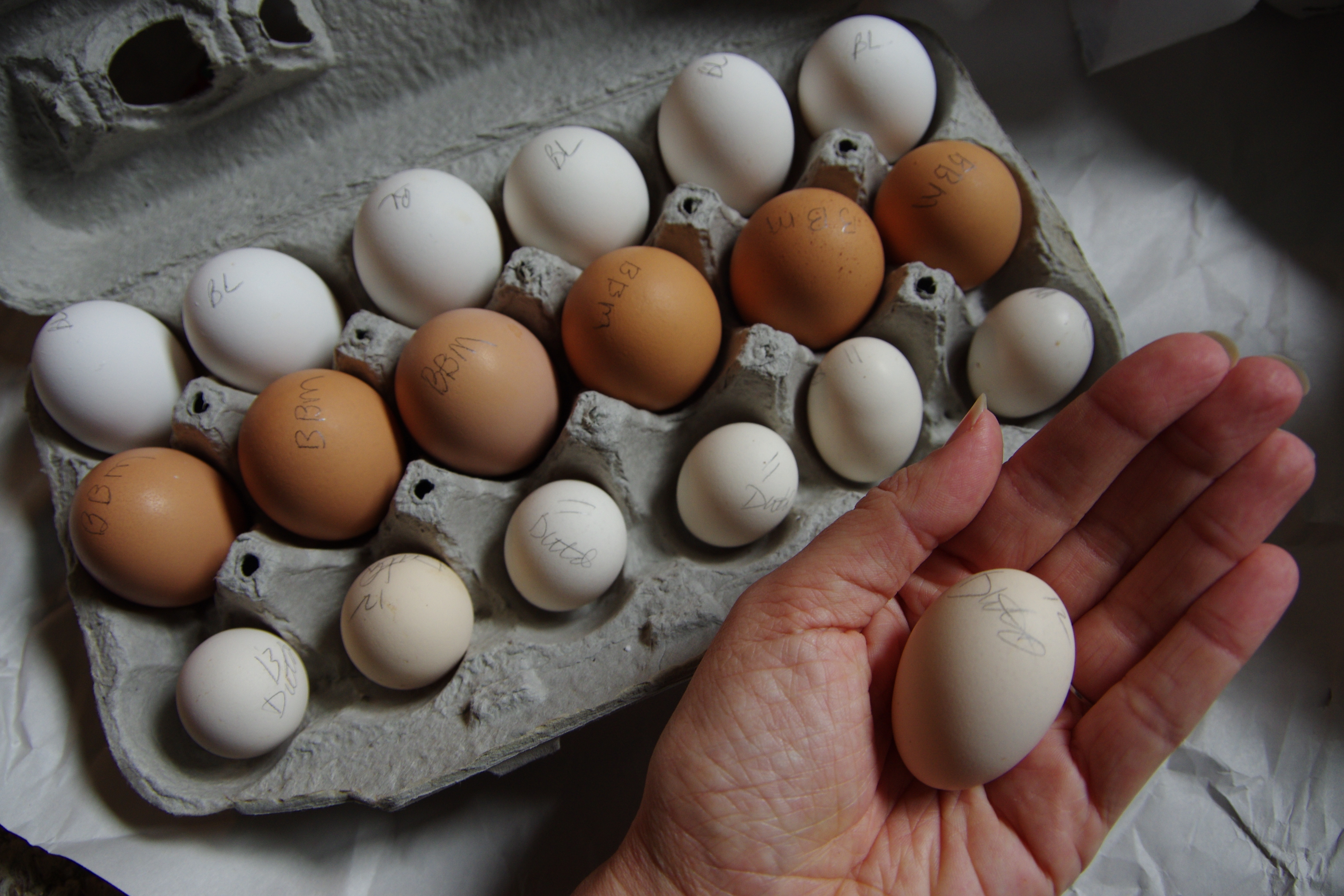 Hatching eggs. Необычные куриные яйца. Декоративные яйца куриные. Бизнес на куриных яйцах. Вареные яйца.