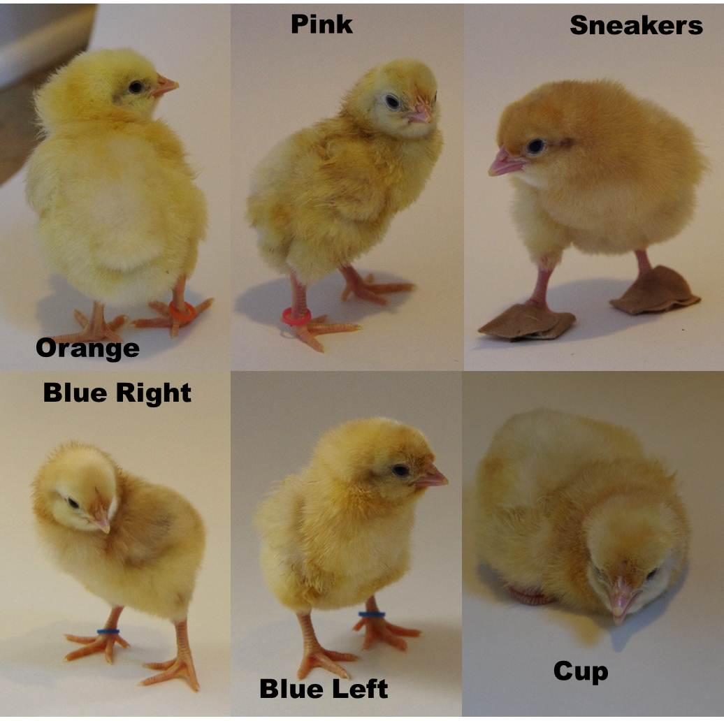 incubator , I have a Blue Birchen Marans chick, a Brown Leghorn chick 