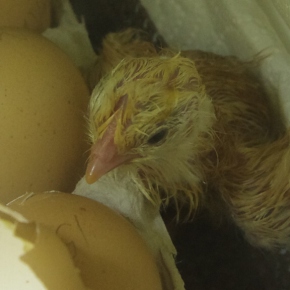 GNH Hatch Update: 3 Chicks Out!