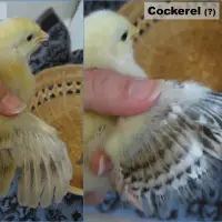 Chick Sexing Techniques