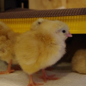 GNH Hatch Update: Final Total of 8 Chicks!