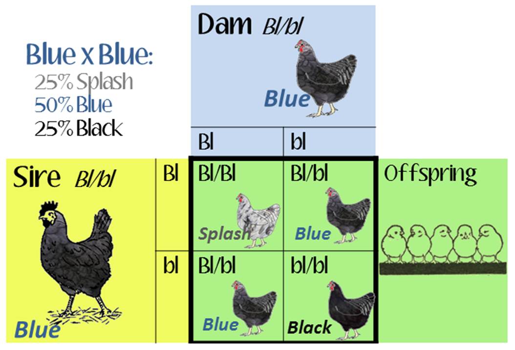 Chicken Color Genetics Chart