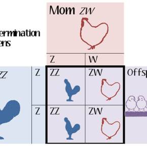 GMS5: Chicken Chromosomes