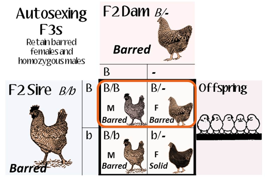 Chicken Genetics Chart