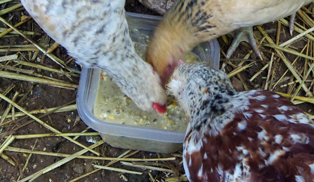 10 Foods to Ferment for Chickens | Scratch Cradle