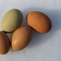 GMS1: Genetics of Egg Color