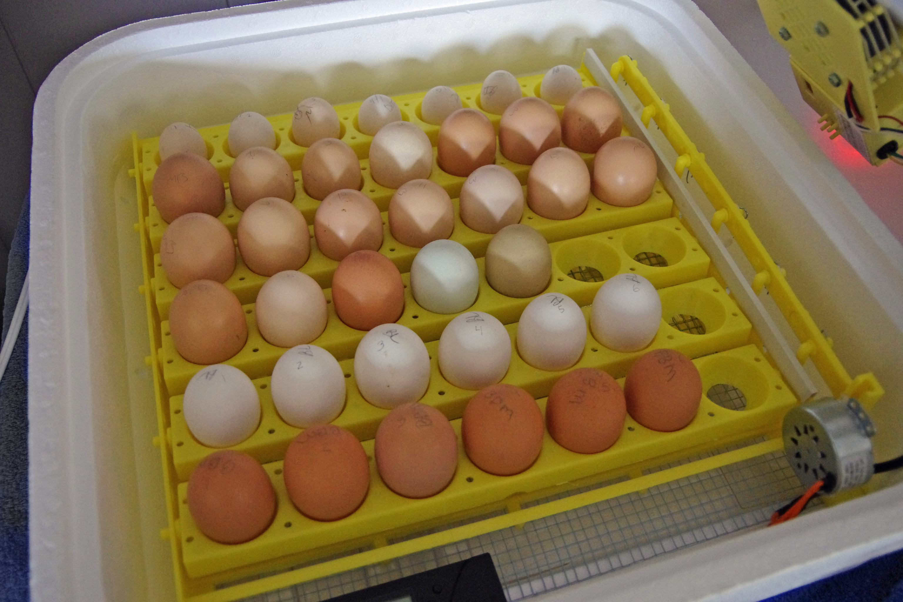 Какие яйца нужны для инкубатора куриные. Инкубатор Несушка на 24 яйца. Инкубатор Несушка на 90 яиц. Инкубация гусиных яиц в инкубаторе Несушка. Куриные яйца в инкубаторе.