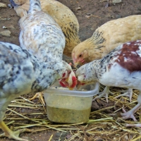 10 Foods to Ferment for Chickens