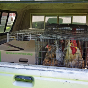 Moving with Chickens